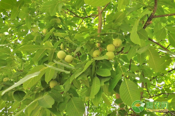 杏樹種植方法-圖片版權(quán)歸惠農(nóng)網(wǎng)所有