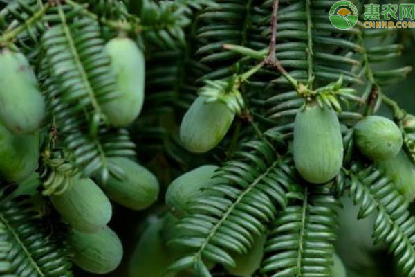 香榧種植方法-圖片版權(quán)歸惠農(nóng)網(wǎng)所有