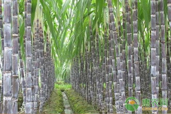 甘蔗怎么種植才好？-圖片版權(quán)歸惠農(nóng)網(wǎng)所有