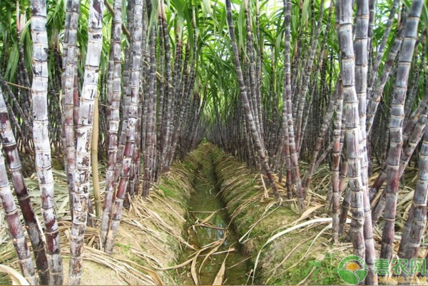 甘蔗怎么種植才好？-圖片版權(quán)歸惠農(nóng)網(wǎng)所有