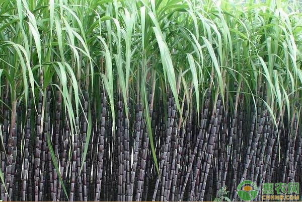 甘蔗怎么種植才好？-圖片版權(quán)歸惠農(nóng)網(wǎng)所有