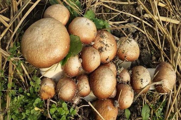 香菇几月份成熟上市？