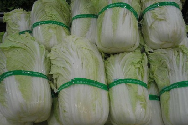 白菜生长周期一般多久？