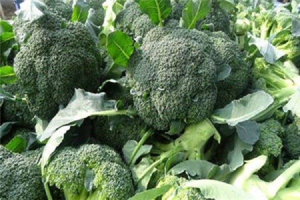 种西兰花多少天可以成熟？