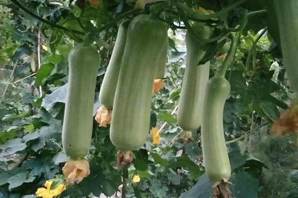 丝瓜种植到成熟要多少天？