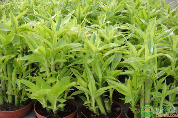 富貴竹用什么盆種植好？-圖片版權(quán)歸惠農(nóng)網(wǎng)所有