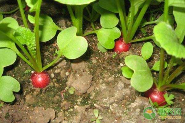 櫻桃蘿卜怎么種？-圖片版權(quán)歸惠農(nóng)網(wǎng)所有
