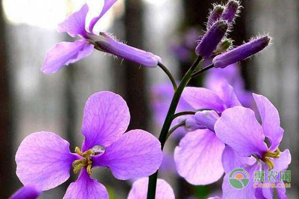 二月蘭怎么種植方法？-圖片版權(quán)歸惠農(nóng)網(wǎng)所有