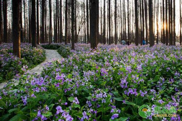 二月蘭怎么種植方法？-圖片版權(quán)歸惠農(nóng)網(wǎng)所有