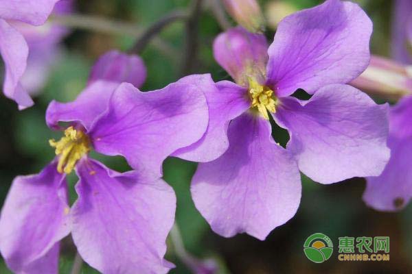 二月蘭怎么種植方法？-圖片版權(quán)歸惠農(nóng)網(wǎng)所有