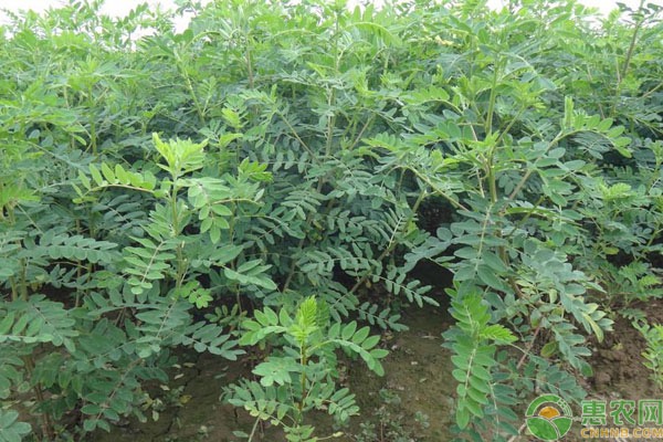 黃芪的栽培技術(shù)-圖片版權(quán)歸惠農(nóng)網(wǎng)所有
