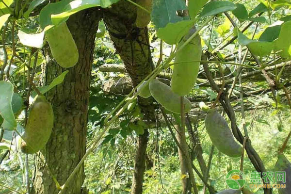 八月瓜幾月播種最好？-圖片版權(quán)歸惠農(nóng)網(wǎng)所有