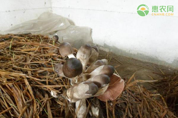 草菇的種植技術(shù)-圖片版權(quán)歸惠農(nóng)網(wǎng)所有