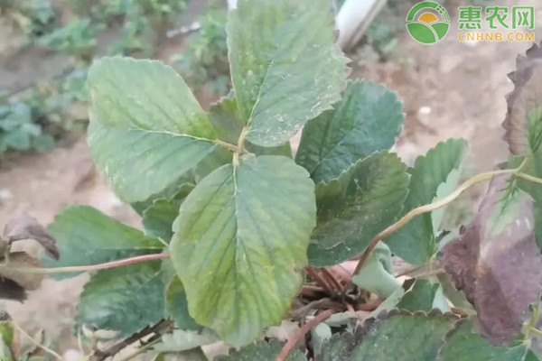 草莓炭疽病的癥狀及危害-圖片版權(quán)歸惠農(nóng)網(wǎng)所有