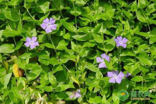长春花什么季节播种最合适？-图片版权归惠农网所有