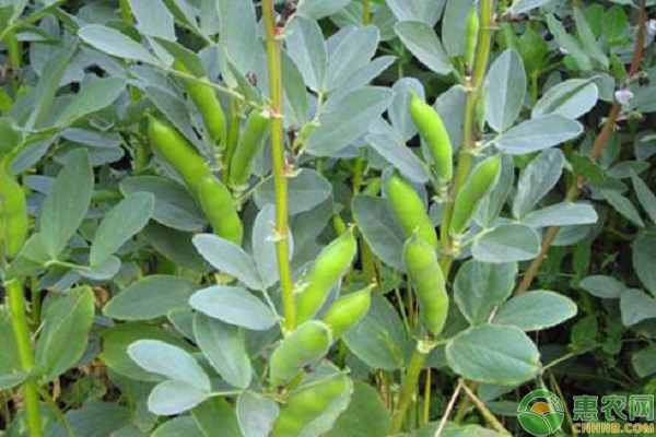 蠶豆種植方法及種植時間-圖片版權歸惠農(nóng)網(wǎng)所有