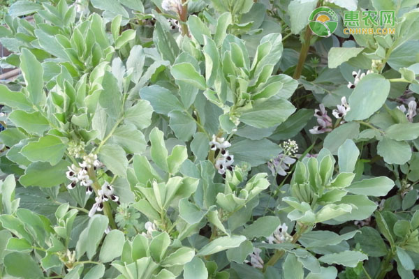 蠶豆種植方法及種植時間-圖片版權歸惠農(nóng)網(wǎng)所有