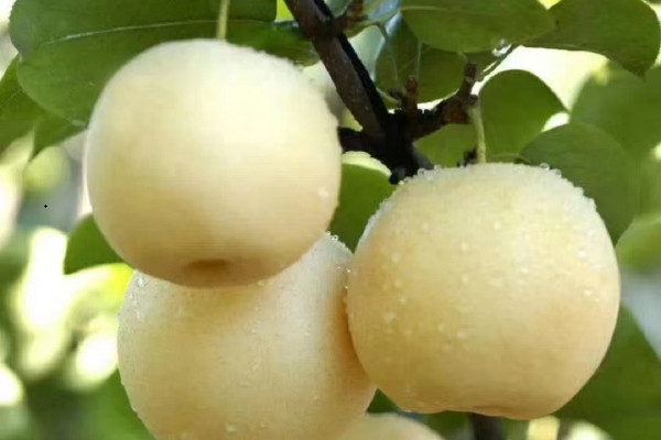广安蜜梨多少钱一斤？是哪里的特产？