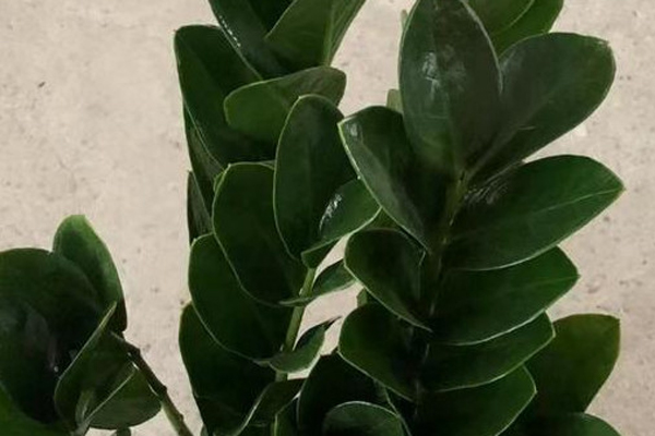 十大北方客厅耐阴绿植推荐