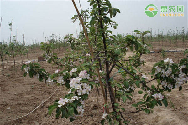 蘋果樹夏季管理法-圖片版權(quán)歸惠農(nóng)網(wǎng)所有