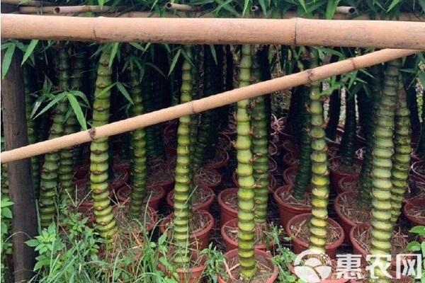 佛肚竹怎么養(yǎng)才能更旺盛？-圖片版權(quán)歸惠農(nóng)網(wǎng)所有