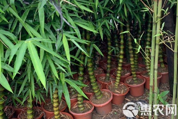 佛肚竹怎么養(yǎng)才能更旺盛？-圖片版權(quán)歸惠農(nóng)網(wǎng)所有