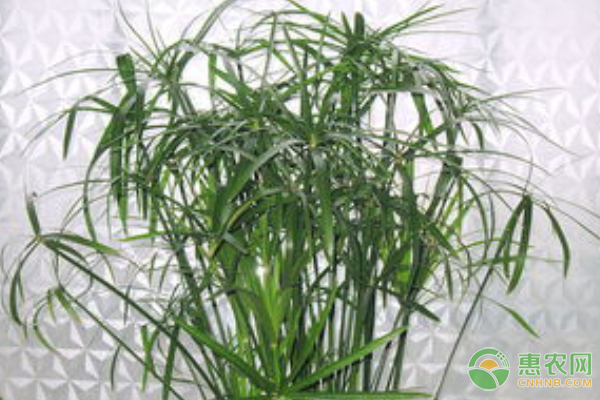 水竹怎么養(yǎng)才能又綠又旺盛？-圖片版權(quán)歸惠農(nóng)網(wǎng)所有