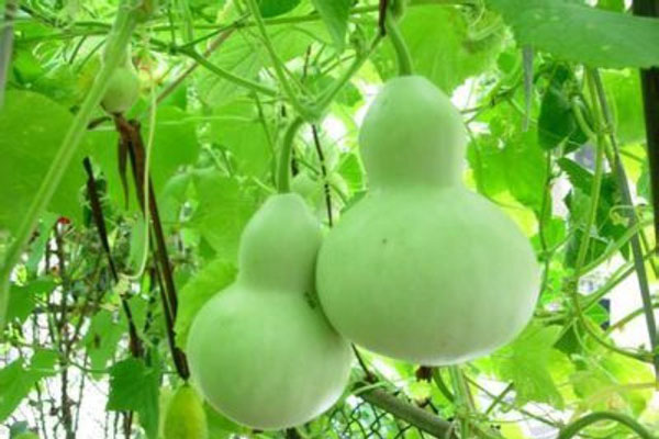 9月份种什么瓜果最好看？