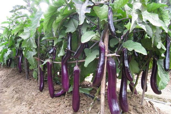 耐旱蔬菜品种大全