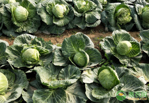 包菜種植時(shí)間和種植方法介紹-圖片版權(quán)歸惠農(nóng)網(wǎng)所有