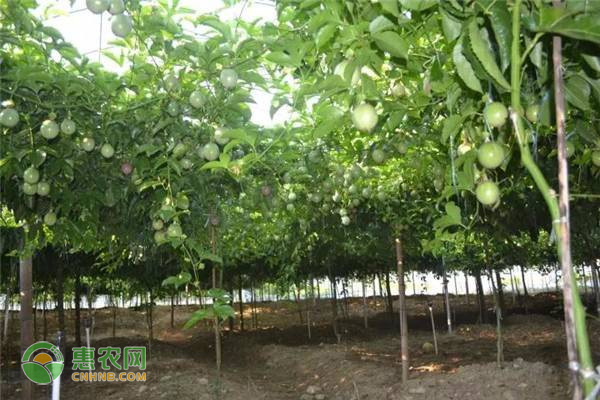 黃金百香果的種植方法-圖片版權(quán)歸惠農(nóng)網(wǎng)所有