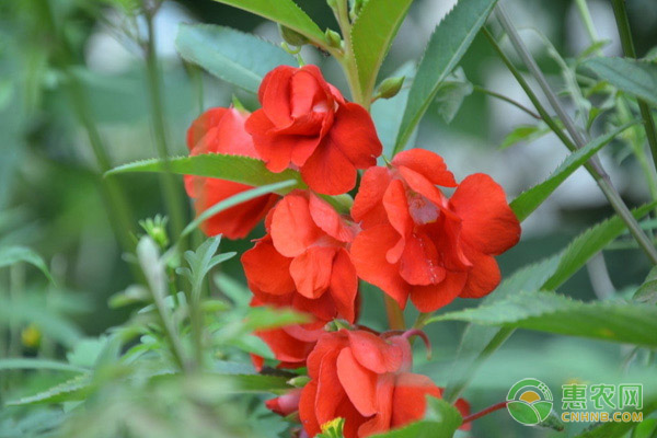 鳳仙花的種植方法步驟-圖片版權(quán)歸惠農(nóng)網(wǎng)所有