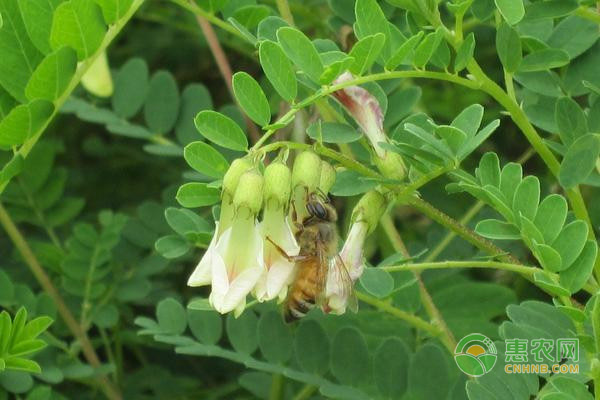 黃芪的種植方法和時間-圖片版權(quán)歸惠農(nóng)網(wǎng)所有