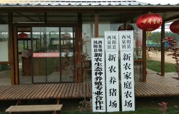 凤阳80后新农人郑前亮：返乡照顾父母，顺便把桃子卖成“网红货”