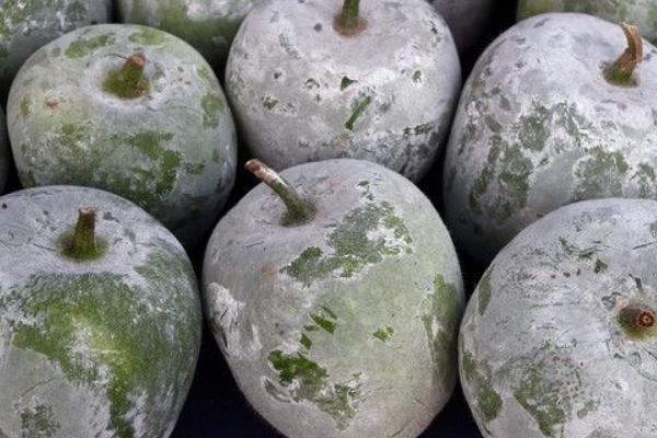 2025冬瓜一般多少钱一斤?