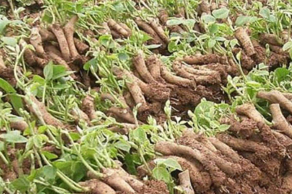 2025葛根的价格多少钱一斤？