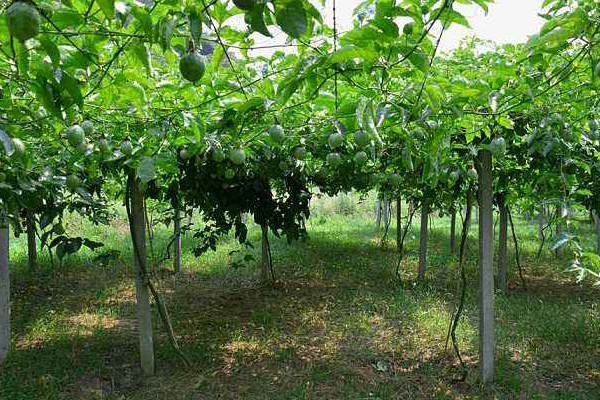 2025百香果多少钱一斤市场价?