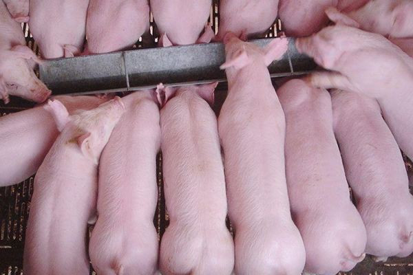 2025黑猪多少钱一斤?