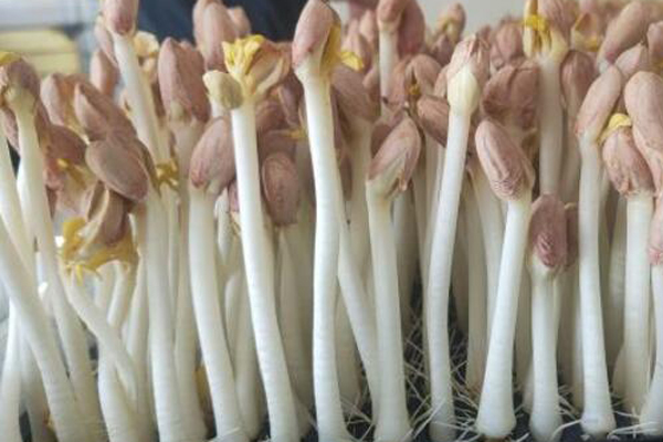 2025花生芽多少钱一斤?