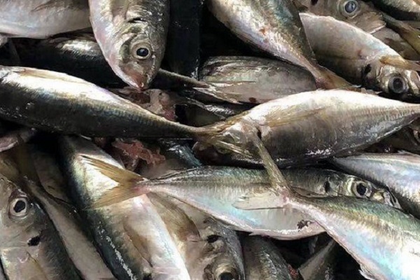 2025巴浪鱼干多少钱一斤?