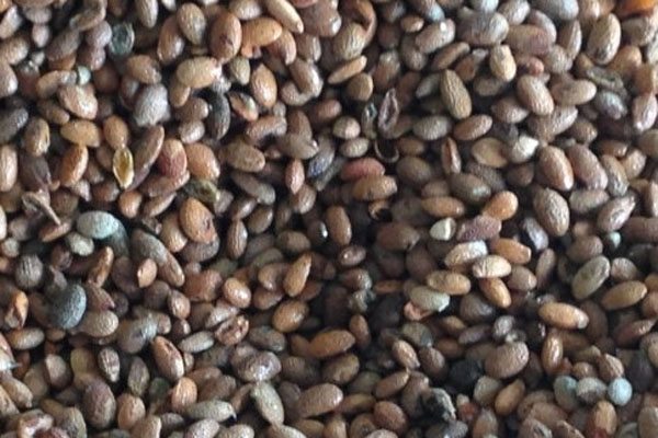 什么是亲本种子？