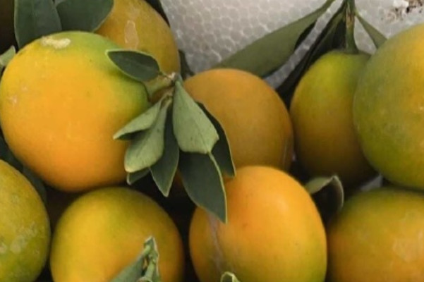 2025脆蜜金柑多少钱一斤?