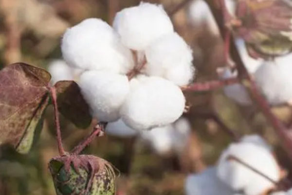 2025年棉花多少钱一斤？