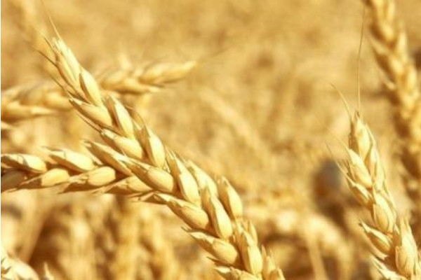 麦种前十名高产品种