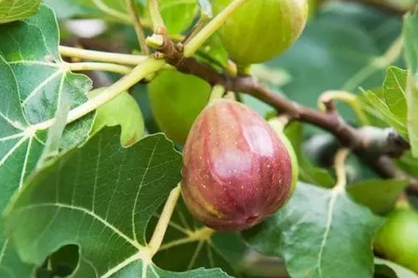 无花果品种排行榜前十名树苗