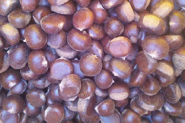 板栗最好三个品种