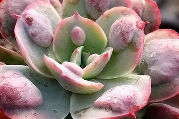 多肉植物品种哪个最好?