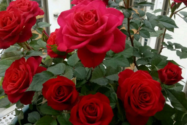 26种常见玫瑰花品种