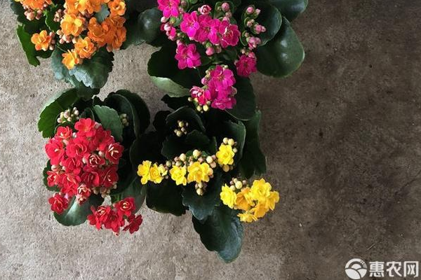 長(zhǎng)壽花扦插方法和注意事項(xiàng)-圖片版權(quán)歸惠農(nóng)網(wǎng)所有