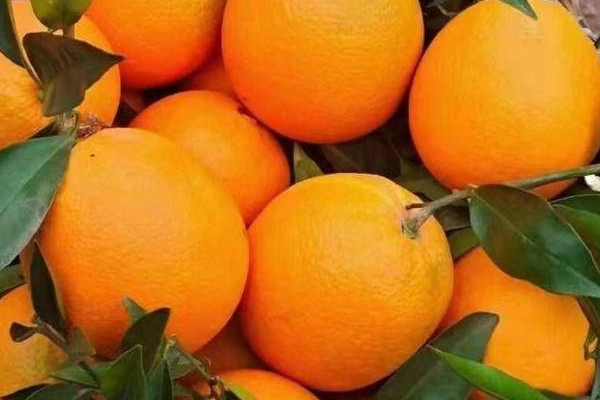 橙子种类有哪些？